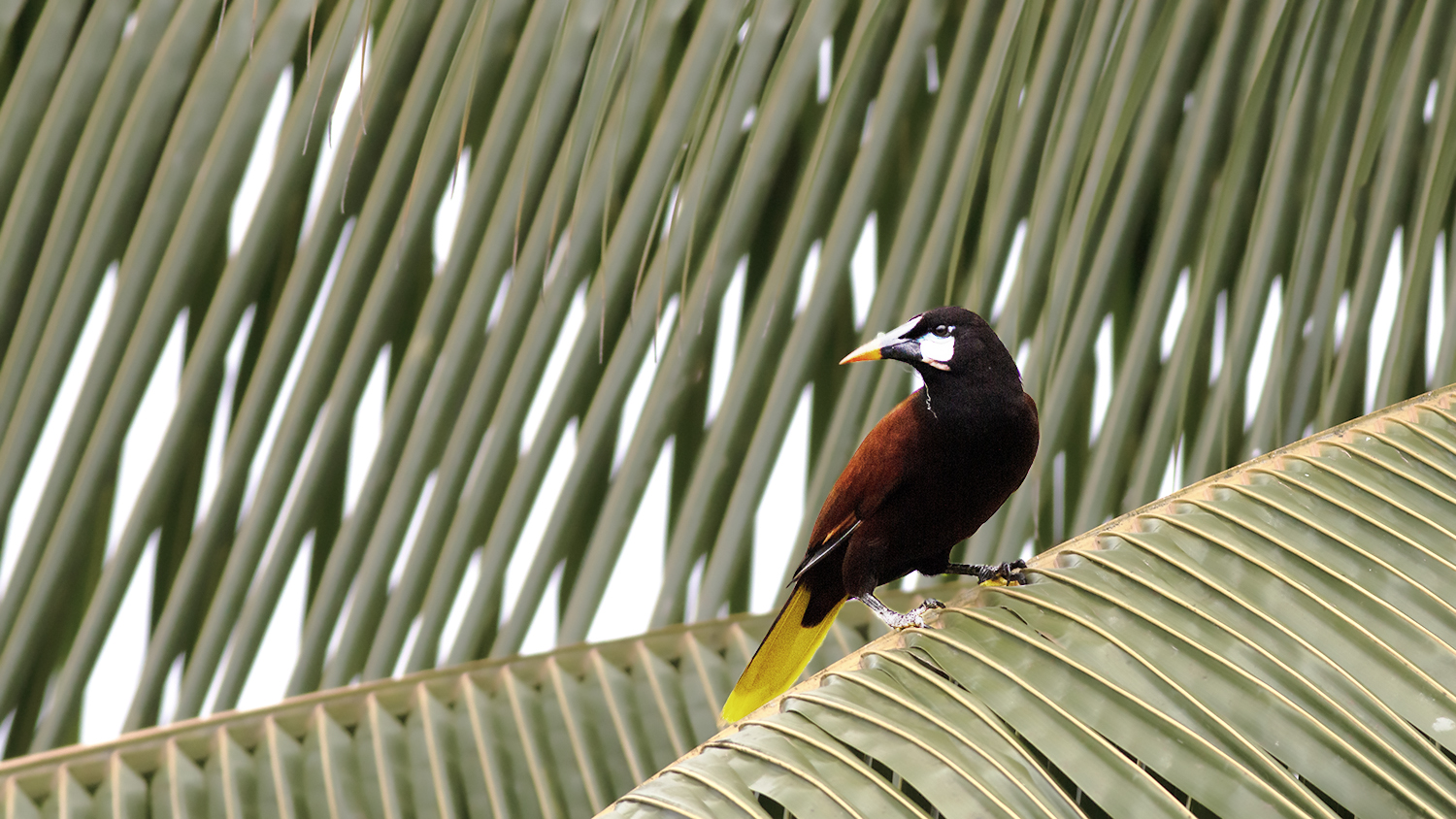 Montezuma Oropendola